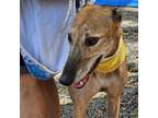 Adopt Oscar (Hawkfield Oscar) a Greyhound