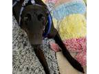 Adopt Merc (Chicago Merc) a Greyhound