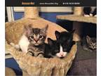 Adopt Kittens litter 1 a American Shorthair, Domestic Short Hair