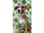 Adopt Pretzel a Terrier, Labrador Retriever