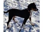 Adopt Walker a Treeing Walker Coonhound