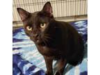 Adopt Back Scratcher a Domestic Short Hair