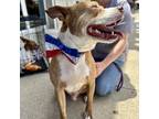 Adopt Finney a Pit Bull Terrier