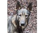 Adopt Reece a German Shepherd Dog