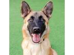 Adopt Osso a German Shepherd Dog