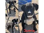 Adopt Jamie a Pit Bull Terrier