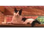 Adopt Delta a American Shorthair