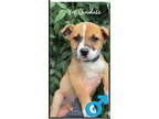 Adopt Hot Chocolate a Australian Cattle Dog / Blue Heeler