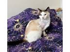 Adopt Footloose a Snowshoe, Domestic Short Hair