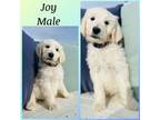 Goldendoodle Puppy for sale in Hollister, CA, USA