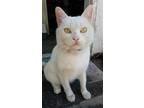 Adopt Tommy a Domestic Short Hair