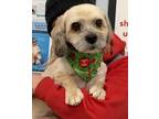 Adopt Max a Shih Tzu