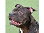 Adopt Coolio a Pit Bull Terrier, Mixed Breed