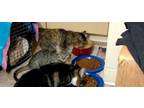 Adopt Cheese & Raton a Tabby