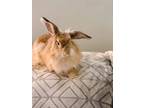 Adopt Willie a Lionhead, Angora Rabbit