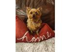 Adopt Snickers a Yorkshire Terrier