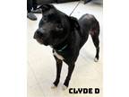 Adopt Clyde D a Border Collie, Pit Bull Terrier