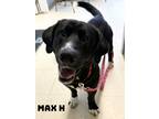 Adopt Max H a Basset Hound, Labrador Retriever