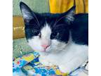 Adopt Midnight Rain a American Shorthair