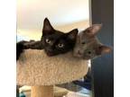 Adopt Midnight Jr (with Steelix) a Domestic Short Hair