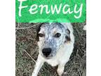 Adopt Fenway a Australian Cattle Dog / Blue Heeler, Great Pyrenees