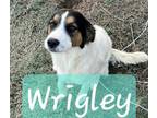 Adopt Wrigley a Australian Cattle Dog / Blue Heeler, Great Pyrenees