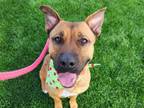 Adopt ROSIE a Pit Bull Terrier, Mixed Breed