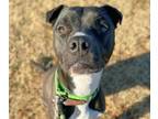 Adopt HARLEEN QUINZEL* a Pit Bull Terrier, Mixed Breed