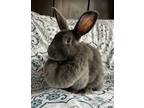 Adopt Platinum a Bunny Rabbit