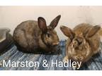 Adopt Hadley & Marston a Bunny Rabbit