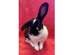 Adopt Whiz a Bunny Rabbit