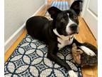 Adopt HOPE a Pit Bull Terrier, Mixed Breed