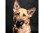 Adopt MOLLY a German Shepherd Dog