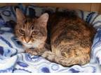 Adopt Rose (gets adopted with Lily) a Torbie