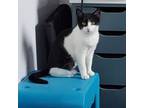 Adopt Valgus a Domestic Short Hair