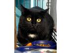 Adopt Inky (In foster) a Domestic Short Hair