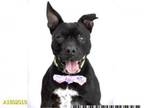 Adopt CHI-CHI a Pit Bull Terrier