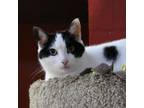 Adopt Ms. Jackson a Domestic Short Hair