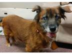 Adopt GINGER a Mixed Breed