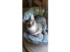 Adopt Molly a Domestic Short Hair, Tabby