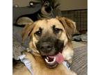 Adopt Kiara a German Shepherd Dog, Mixed Breed