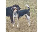 Adopt Opal a Hound