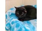 Adopt Pepper Ann a Domestic Short Hair