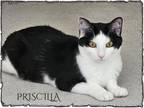 Adopt Priscilla a Domestic Short Hair