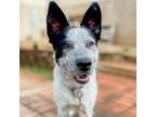 Adopt Winter a Australian Cattle Dog / Blue Heeler