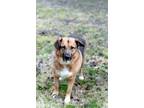 Adopt Bailey - Sweetest, gentle girl a German Shepherd Dog