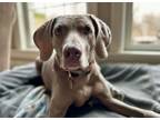 Adopt Grace a Weimaraner