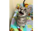 Adopt Hova a Domestic Short Hair