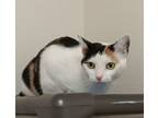 Adopt Monarch a Domestic Short Hair