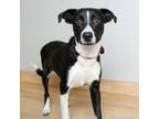 Adopt Mary Ann D14486 a Beagle, Border Collie